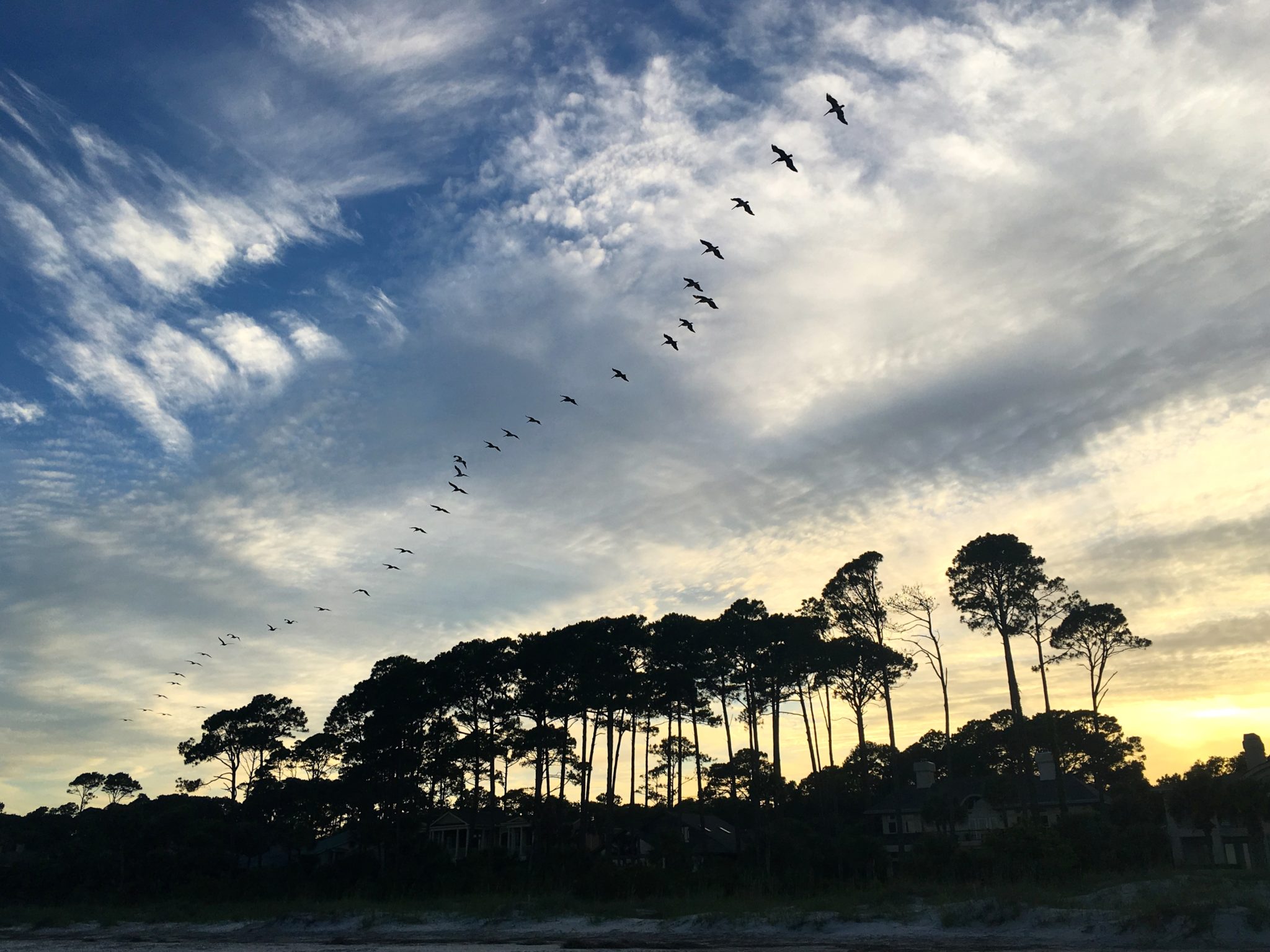 Worry, Not Søren Kierkegaard on What We Can Learn from the Birds of